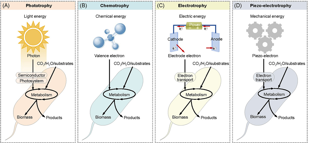 Figure 1 Refer to the following caption and surrounding text.