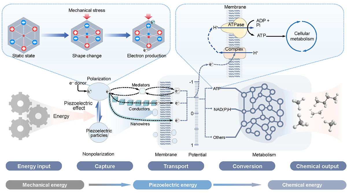 Figure 2 Refer to the following caption and surrounding text.