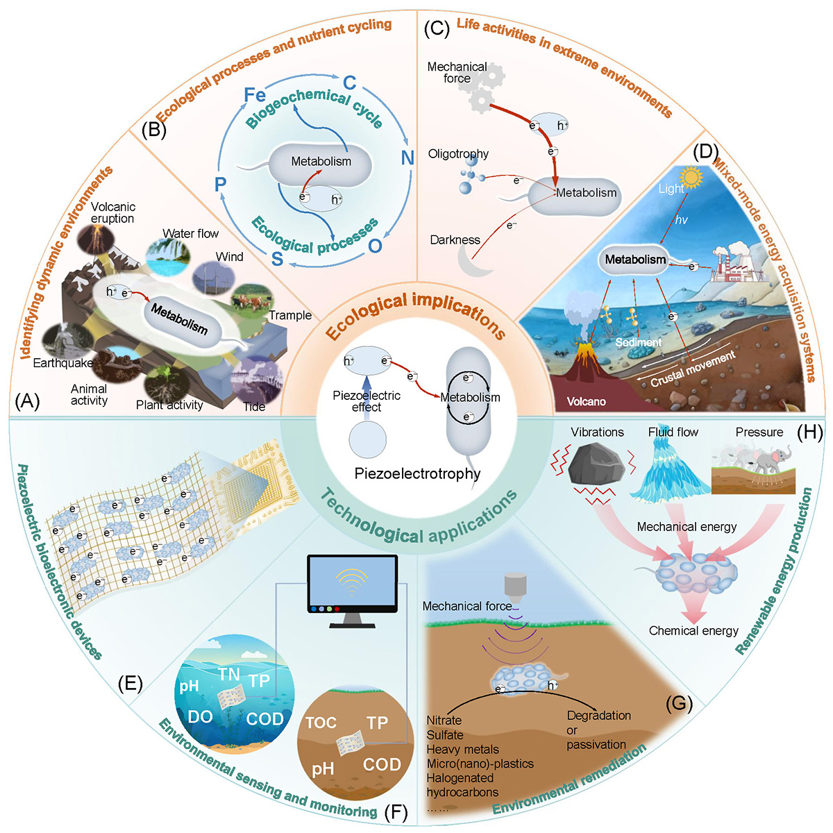 Figure 4 Refer to the following caption and surrounding text.